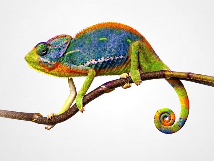 cameleon