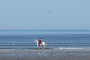 Escapade à cheval sur la plage de Deauville