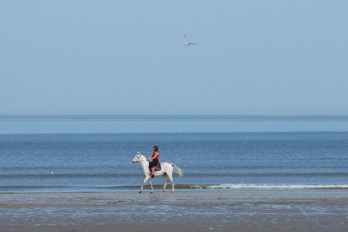 cheval deauville