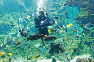 Billets  coupe-file pour l’aquarium Océanopolis à Brest