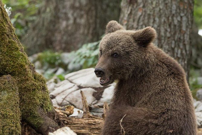 Randonnée à la rencontre des ours des Pyrénées