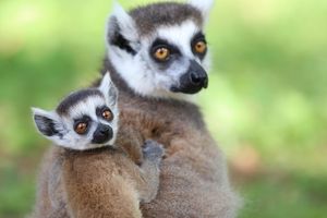 Billets d’entrée du parc animalier de l’Auxois