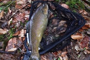 Initiez-vous à la pêche à la truite près de Strasbourg