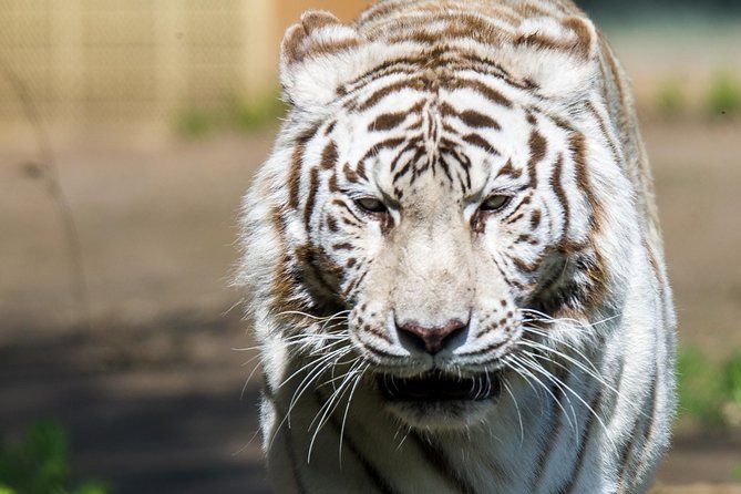 touroparc zoo