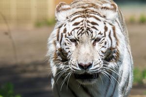 Billets coupe-file pour le Touroparc Zoo