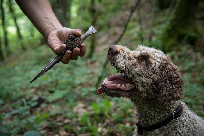 Découverte du monde de la truffe en Bourgogne