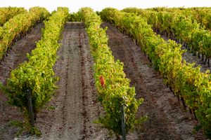 Demi-journée à la découverte de la région viticole de Gaillac