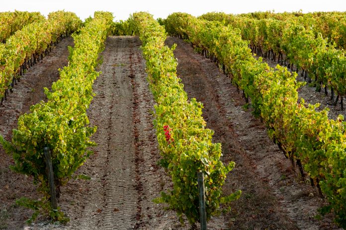 vignes gaillac vignes gaillac
