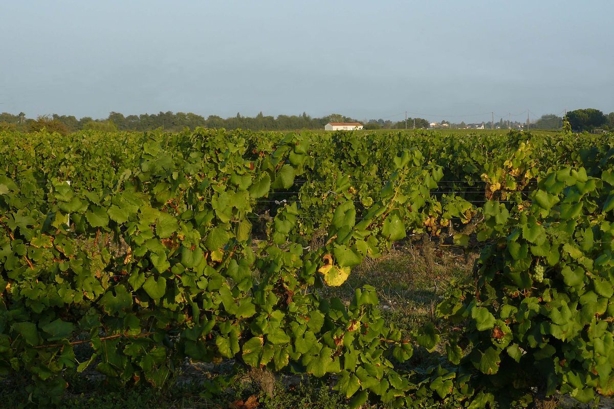 vignoble nantes