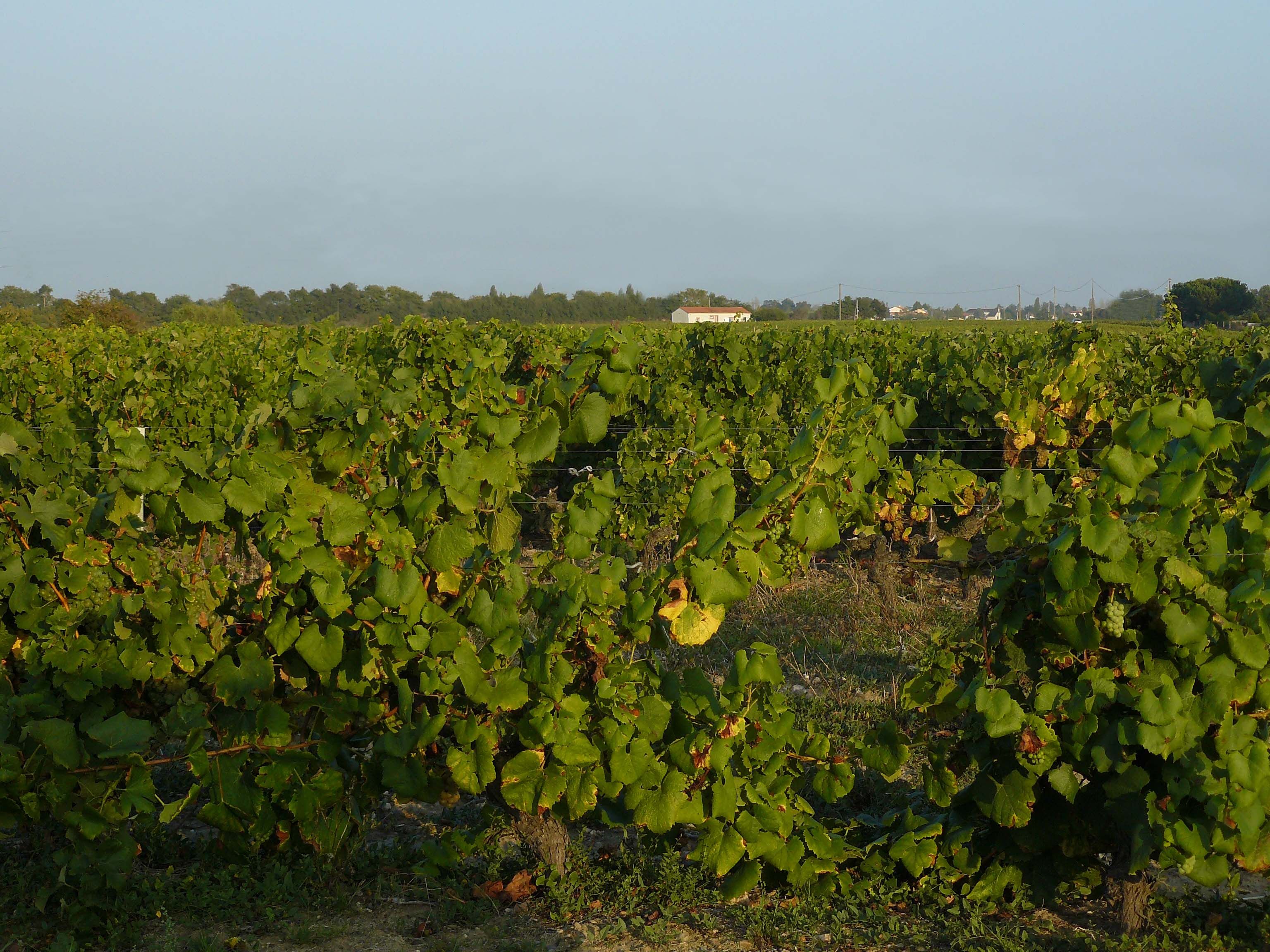 A la découverte du vignoble de la région de Nantes