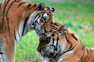 Billets coupe-file pour le zoo de Jurques
