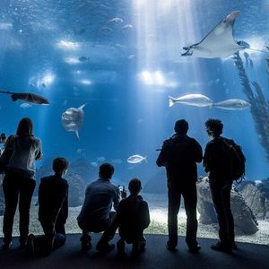 Billet d’entrée à l’aquarium de Lisbonne