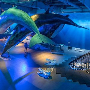 Whales of Iceland : le musée des baleines à Reykjavik