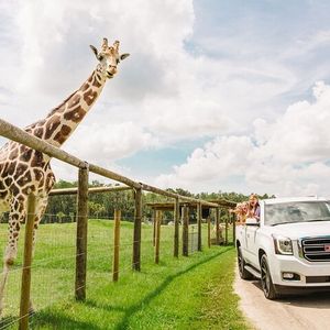 Entrée au Wild Florida Drive-Thru Safari à Orlando