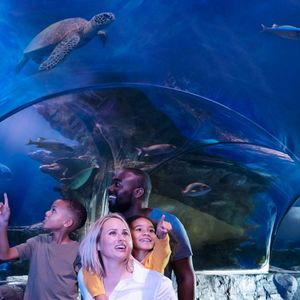 Billets d’entrée pour l’aquarium SEA LIFE à Orlando