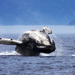 Croisière d’observation des baleines en bateau à Tadoussac