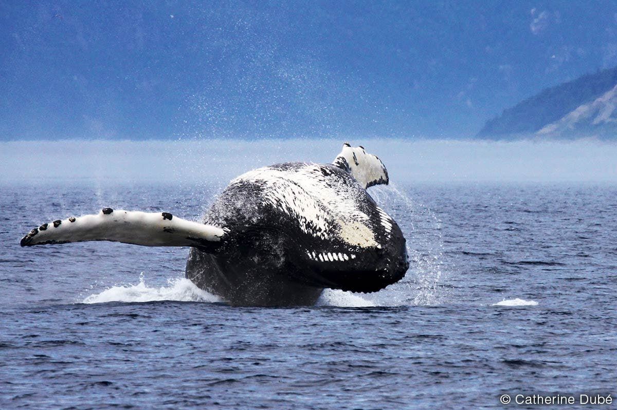 Croisière d’observation des baleines en bateau à Tadoussac