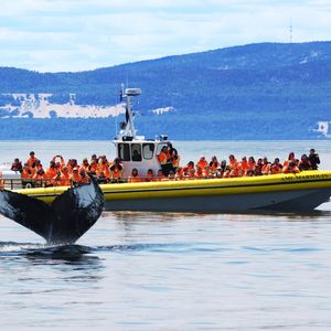 Croisière d’observation des baleines en zodiac à Tadoussac