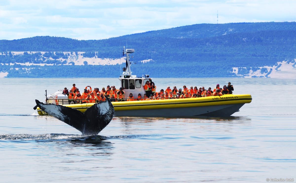 Croisière d’observation des baleines en zodiac à Tadoussac