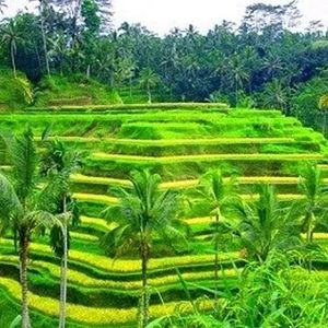 Visite privée de la région d’Ubud à Bali avec guide francophone