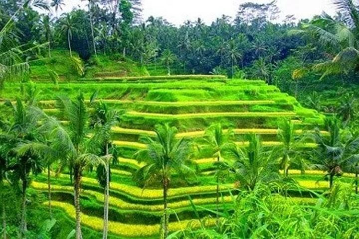 Visite privée de la région d’Ubud à Bali avec guide francophone