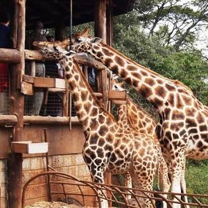 Excursion au musée Karen Blixen et au Giraffe Centre à Nairobi