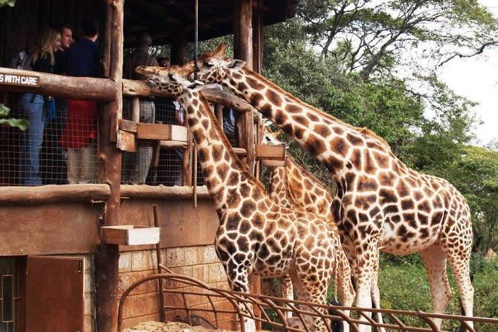 Excursion au musée Karen Blixen et au Giraffe Centre à Nairobi