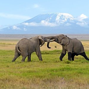 Safari d’une journée dans le parc national Amboseli depuis Nairobi