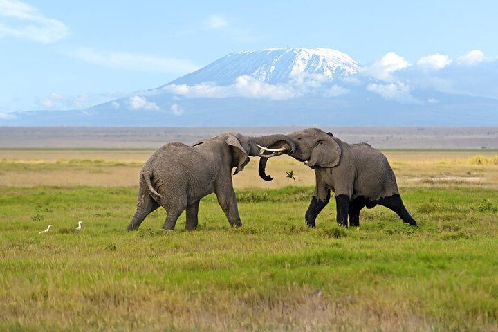 Safari d’une journée dans le parc national Amboseli depuis Nairobi