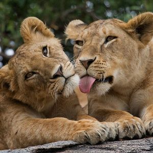 Safari d’une journée dans le parc national de Nairobi