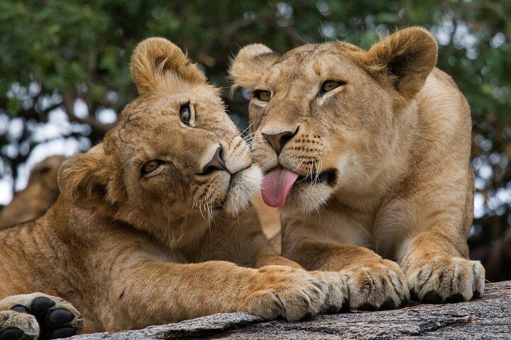 Safari d’une journée dans le parc national de Nairobi