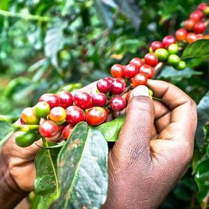 Visite privée en français à Fairview Coffee Farm depuis Nairobi