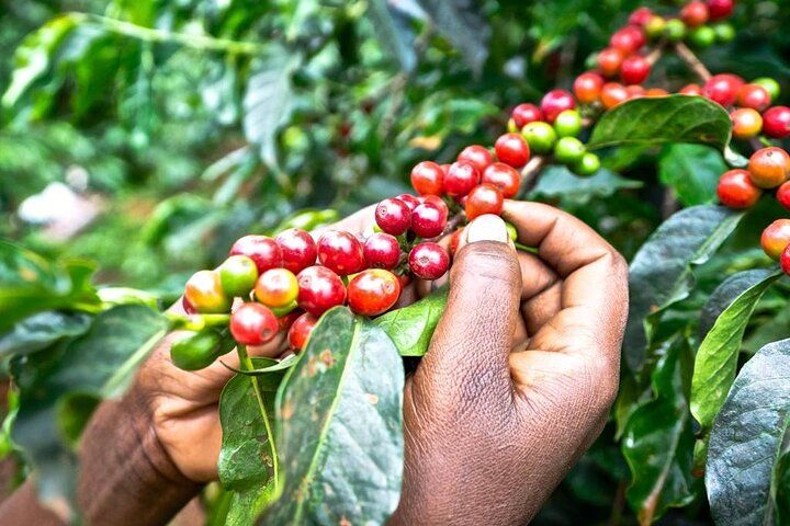 Visite privée en français à Fairview Coffee Farm depuis Nairobi