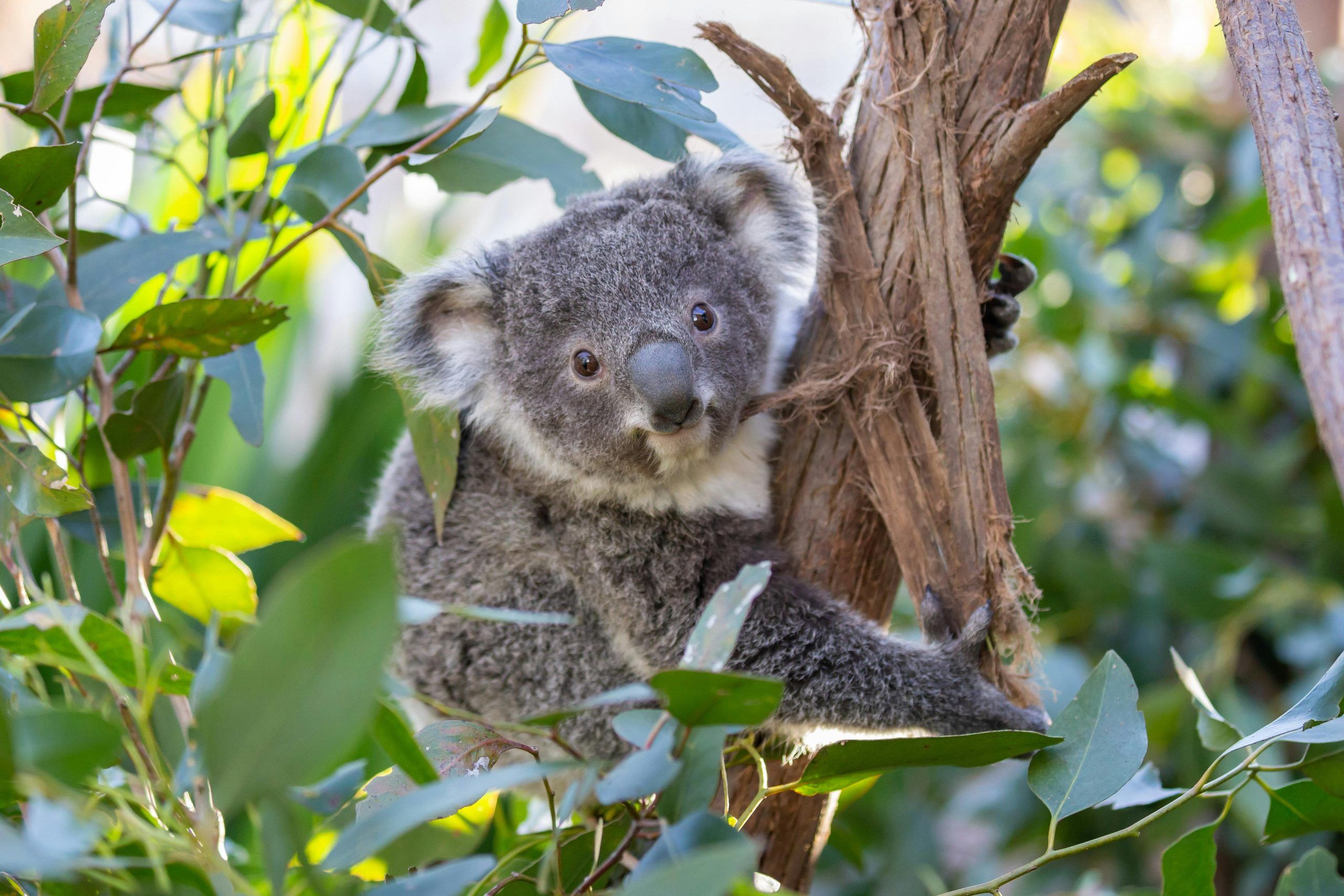Billets d’entrée pour le zoo de Sydney