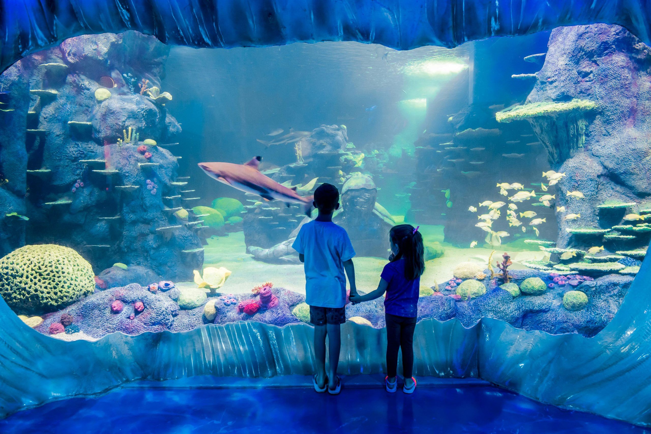 Billets pour l&rsquo;aquarium Sea Life à Sydney